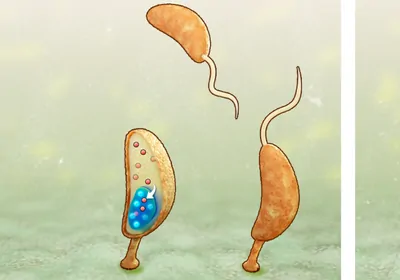 Caulobacter crescentus, concentrating DivJ
